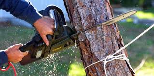  White Salmon, WA Tree Services Pros