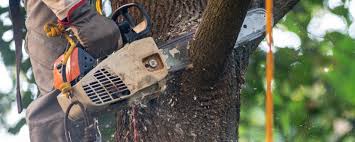 Leaf Removal in White Salmon, WA