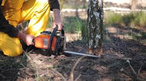 Trusted White Salmon, WA Tree Services Experts